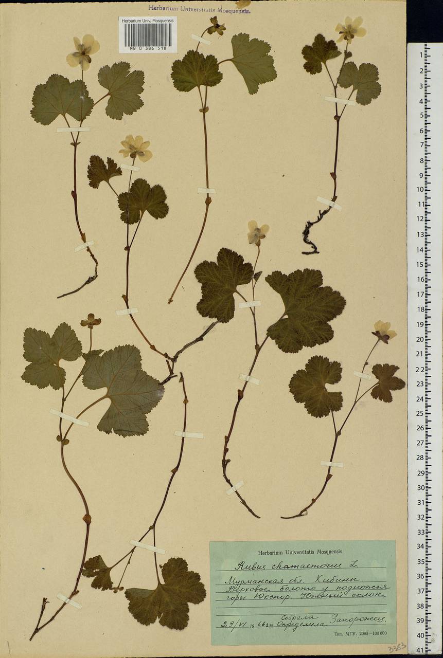 Rubus chamaemorus L., Eastern Europe, Northern region (E1) (Russia)