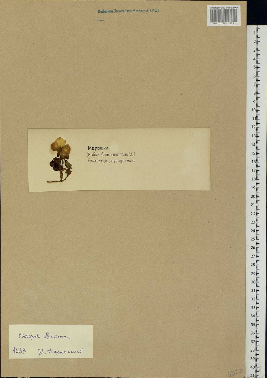 Rubus chamaemorus L., Eastern Europe, Northern region (E1) (Russia)
