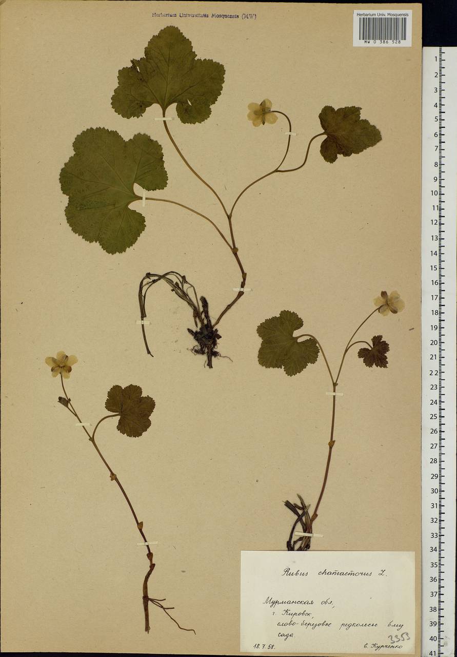 Rubus chamaemorus L., Eastern Europe, Northern region (E1) (Russia)
