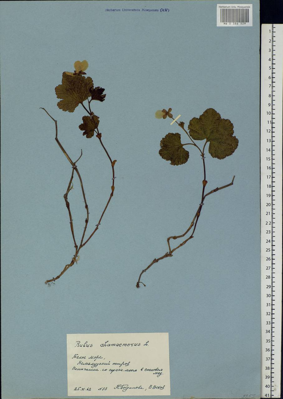 Rubus chamaemorus L., Eastern Europe, Northern region (E1) (Russia)