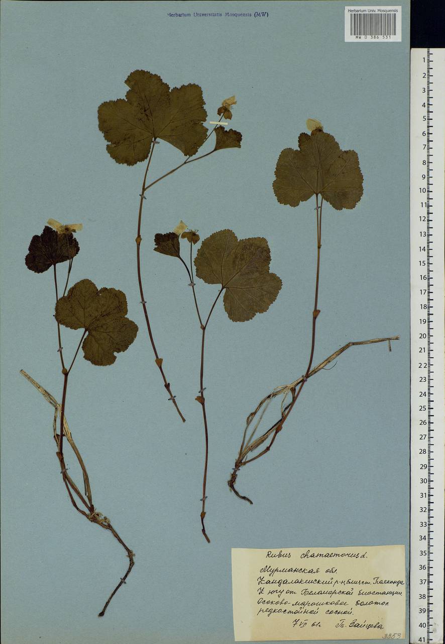 Rubus chamaemorus L., Eastern Europe, Northern region (E1) (Russia)