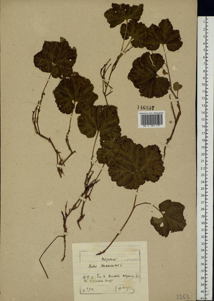 Rubus chamaemorus L., Eastern Europe, North-Western region (E2) (Russia)