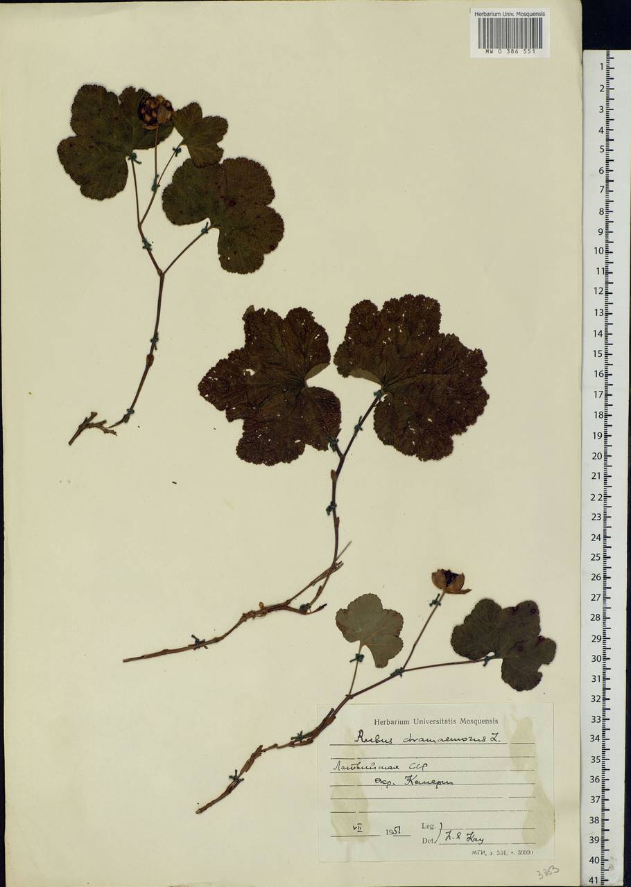 Rubus chamaemorus L., Eastern Europe, Latvia (E2b) (Latvia)