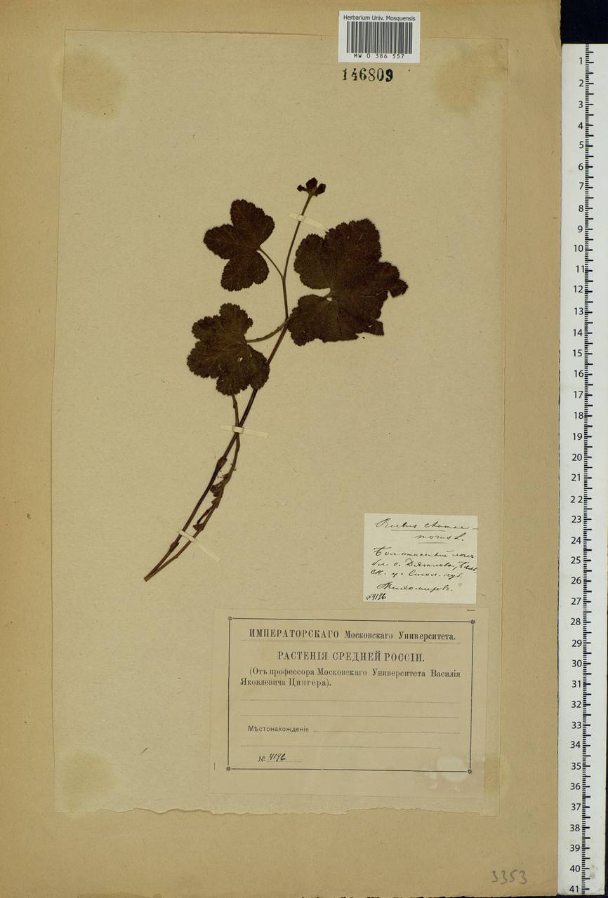 Rubus chamaemorus L., Eastern Europe, North-Western region (E2) (Russia)