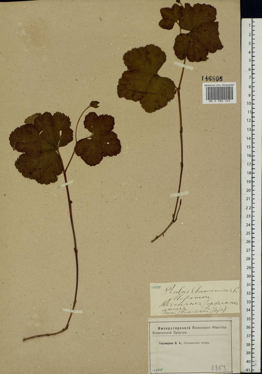 Rubus chamaemorus L., Eastern Europe, North-Western region (E2) (Russia)