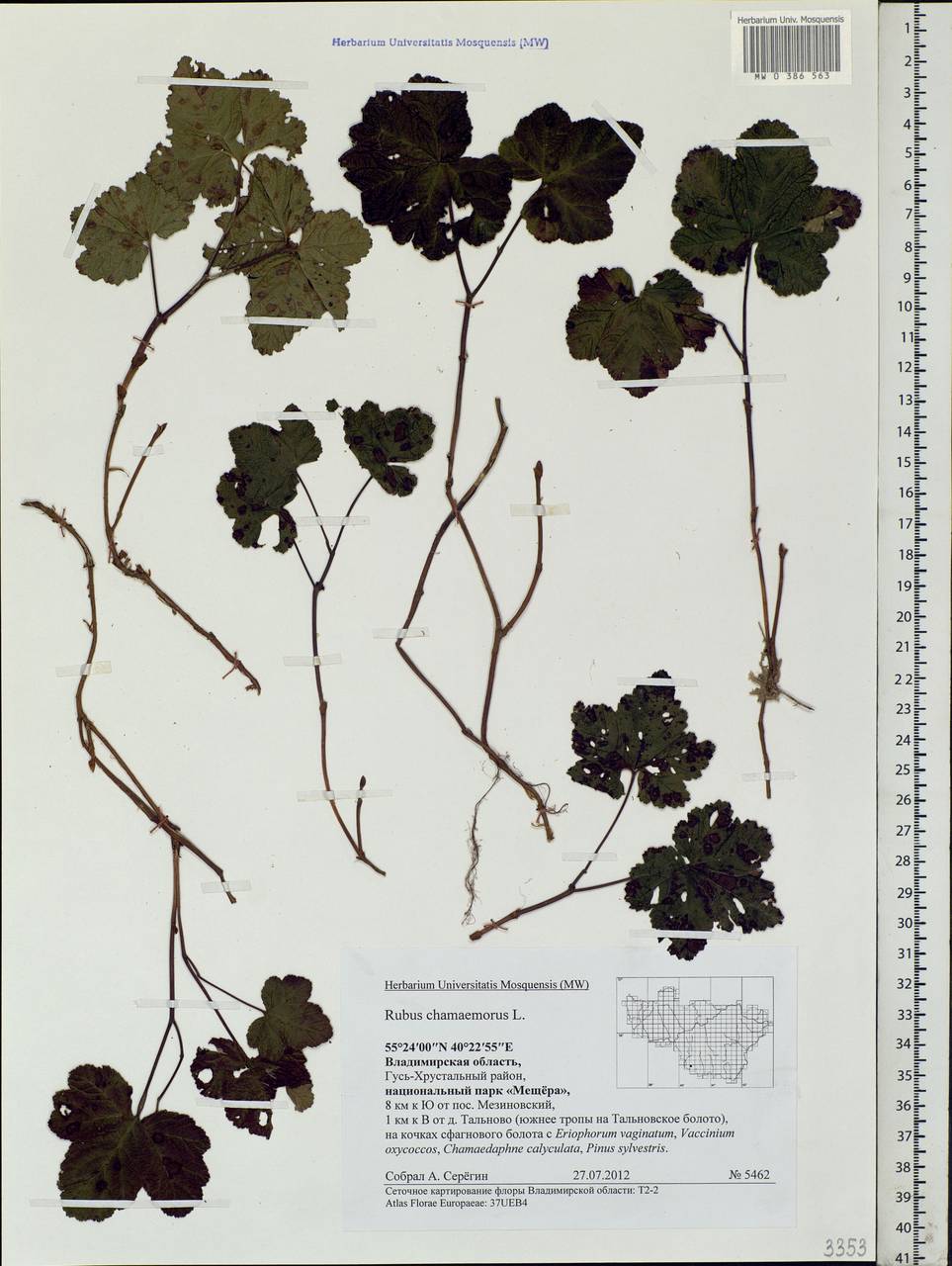 Rubus chamaemorus L., Eastern Europe, Central region (E4) (Russia)