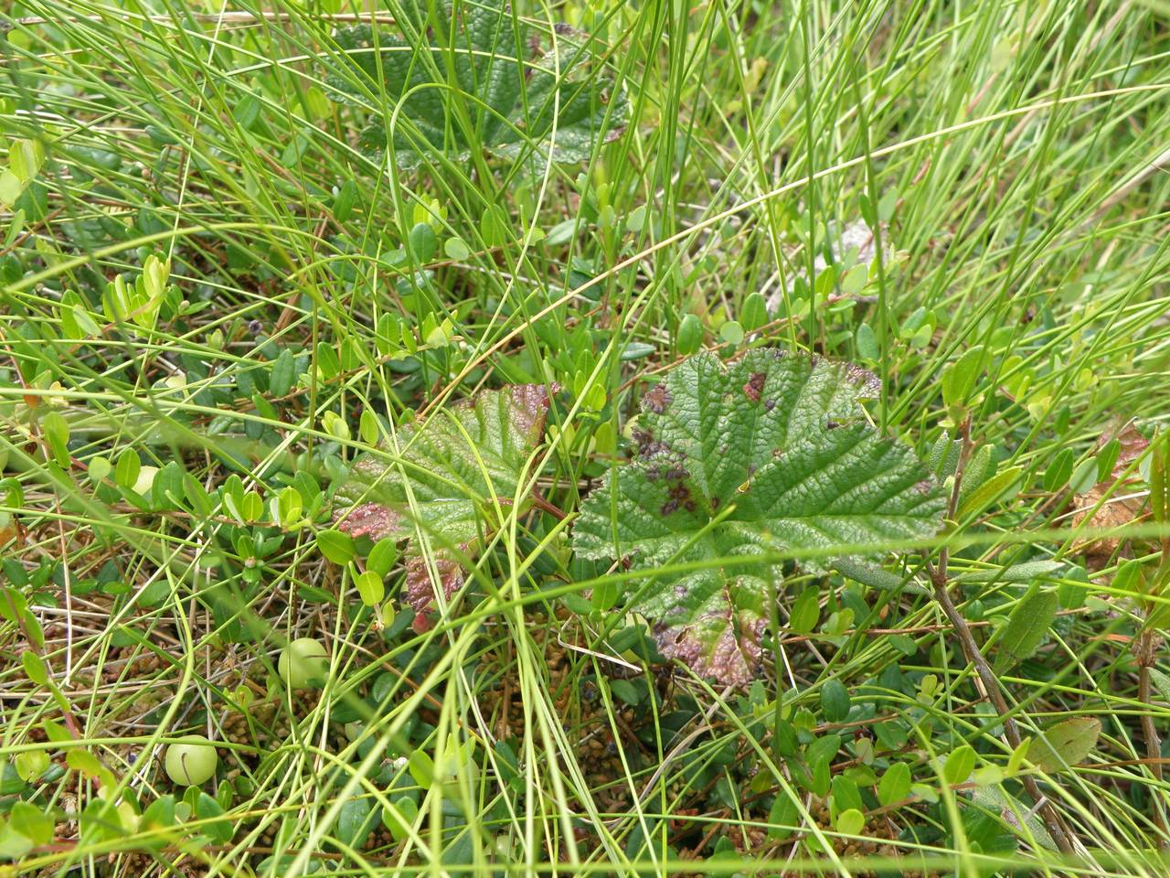 Rubus chamaemorus L., Eastern Europe, Central region (E4) (Russia)