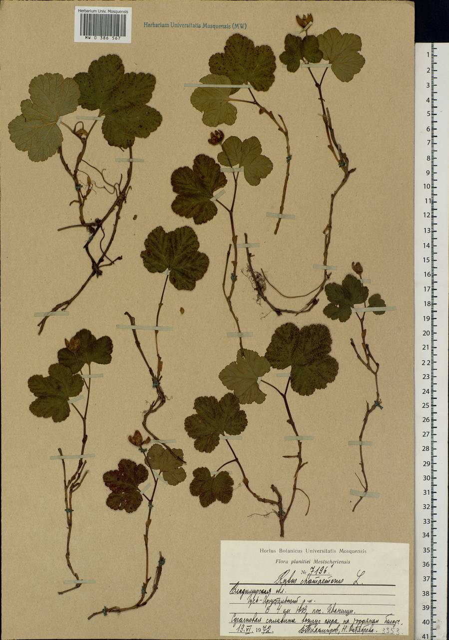Rubus chamaemorus L., Eastern Europe, Central region (E4) (Russia)