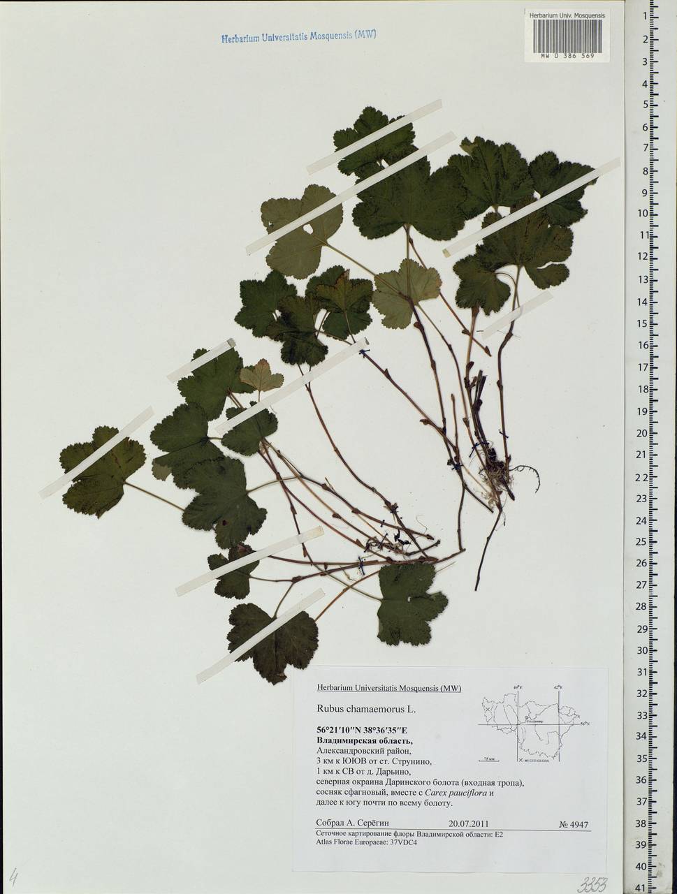 Rubus chamaemorus L., Eastern Europe, Central region (E4) (Russia)