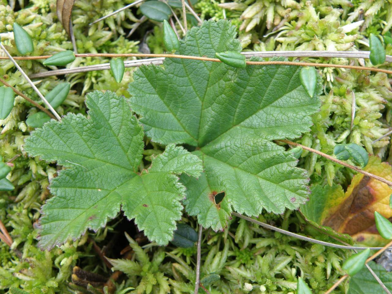 Rubus chamaemorus L., Eastern Europe, Central region (E4) (Russia)
