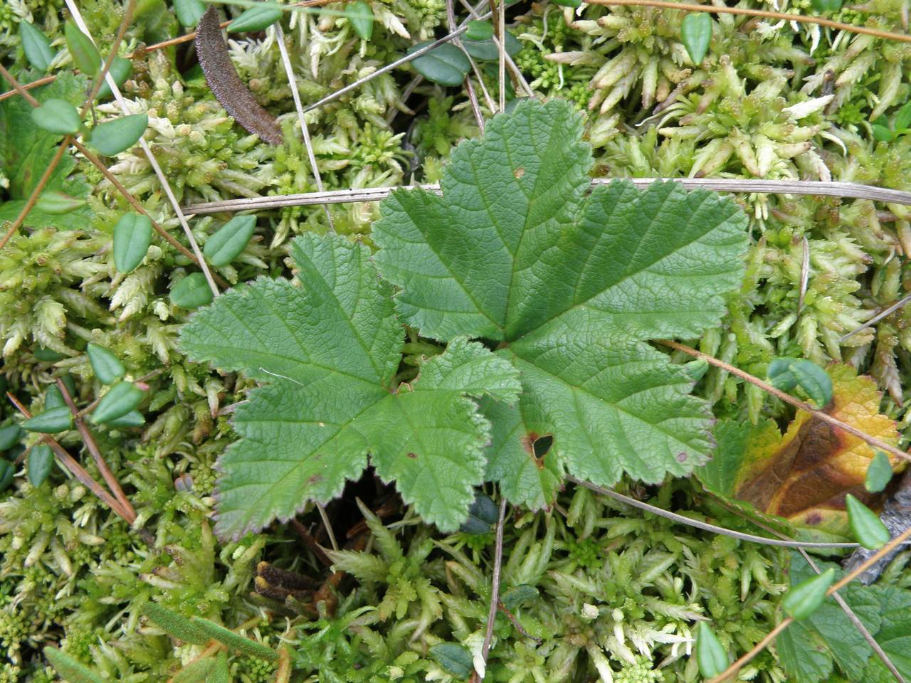 Rubus chamaemorus L., Eastern Europe, Central region (E4) (Russia)