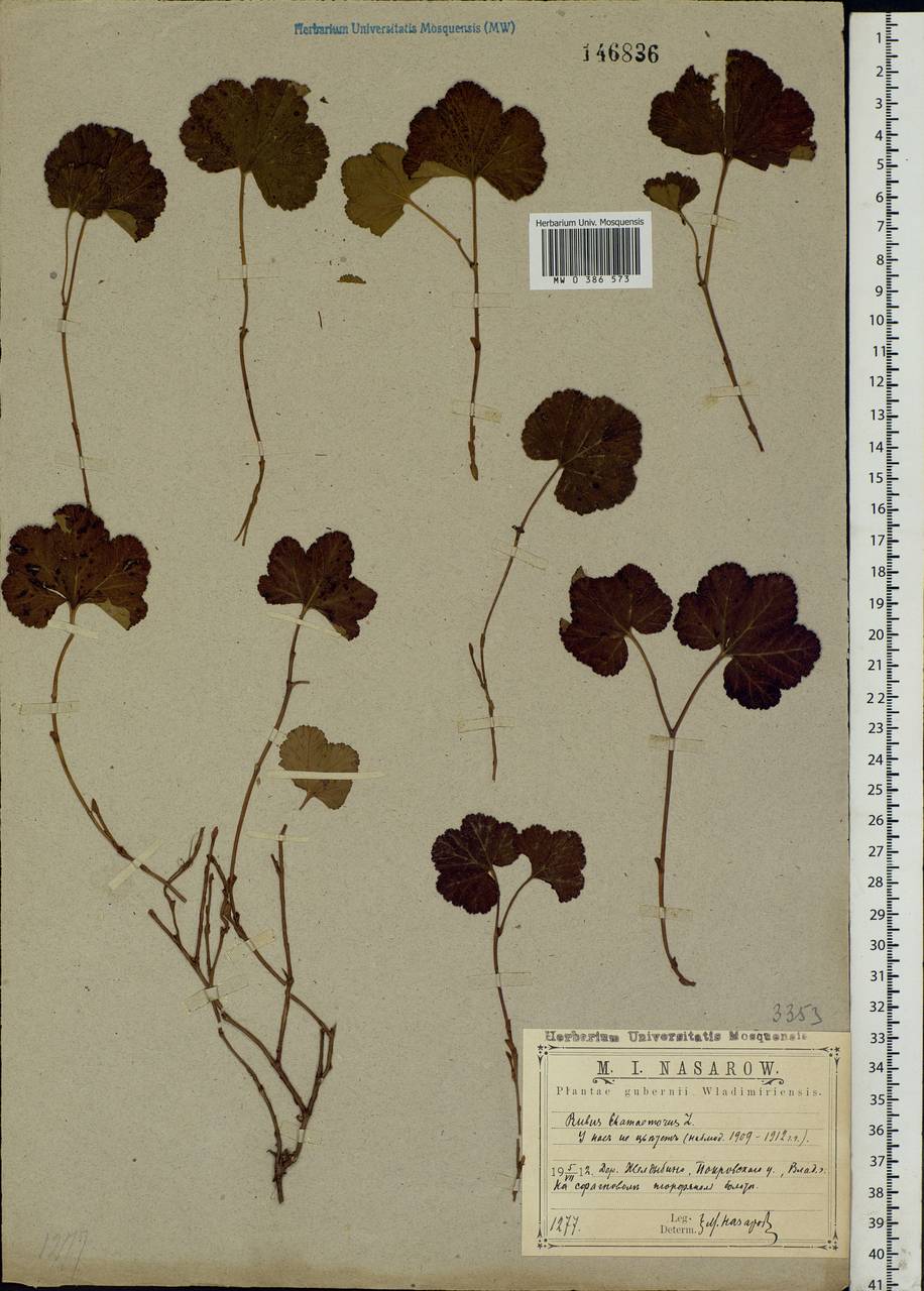 Rubus chamaemorus L., Eastern Europe, Central region (E4) (Russia)