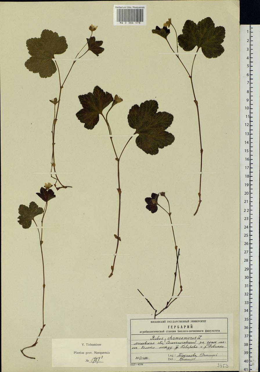 Rubus chamaemorus L., Eastern Europe, Moscow region (E4a) (Russia)