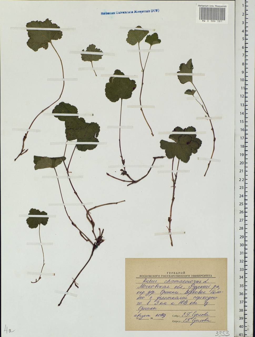 Rubus chamaemorus L., Eastern Europe, Moscow region (E4a) (Russia)