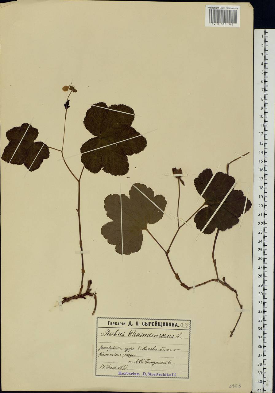Rubus chamaemorus L., Eastern Europe, Moscow region (E4a) (Russia)