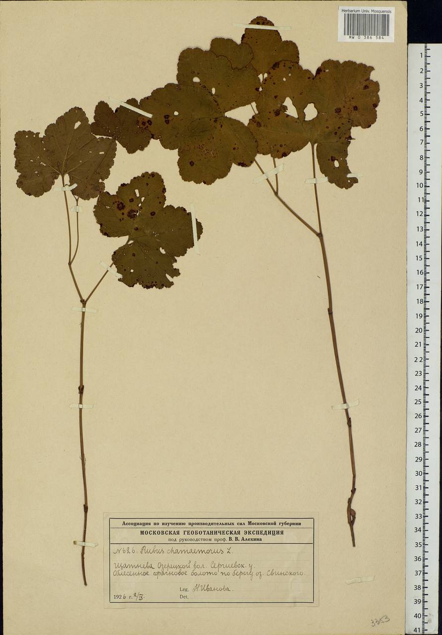 Rubus chamaemorus L., Eastern Europe, Moscow region (E4a) (Russia)