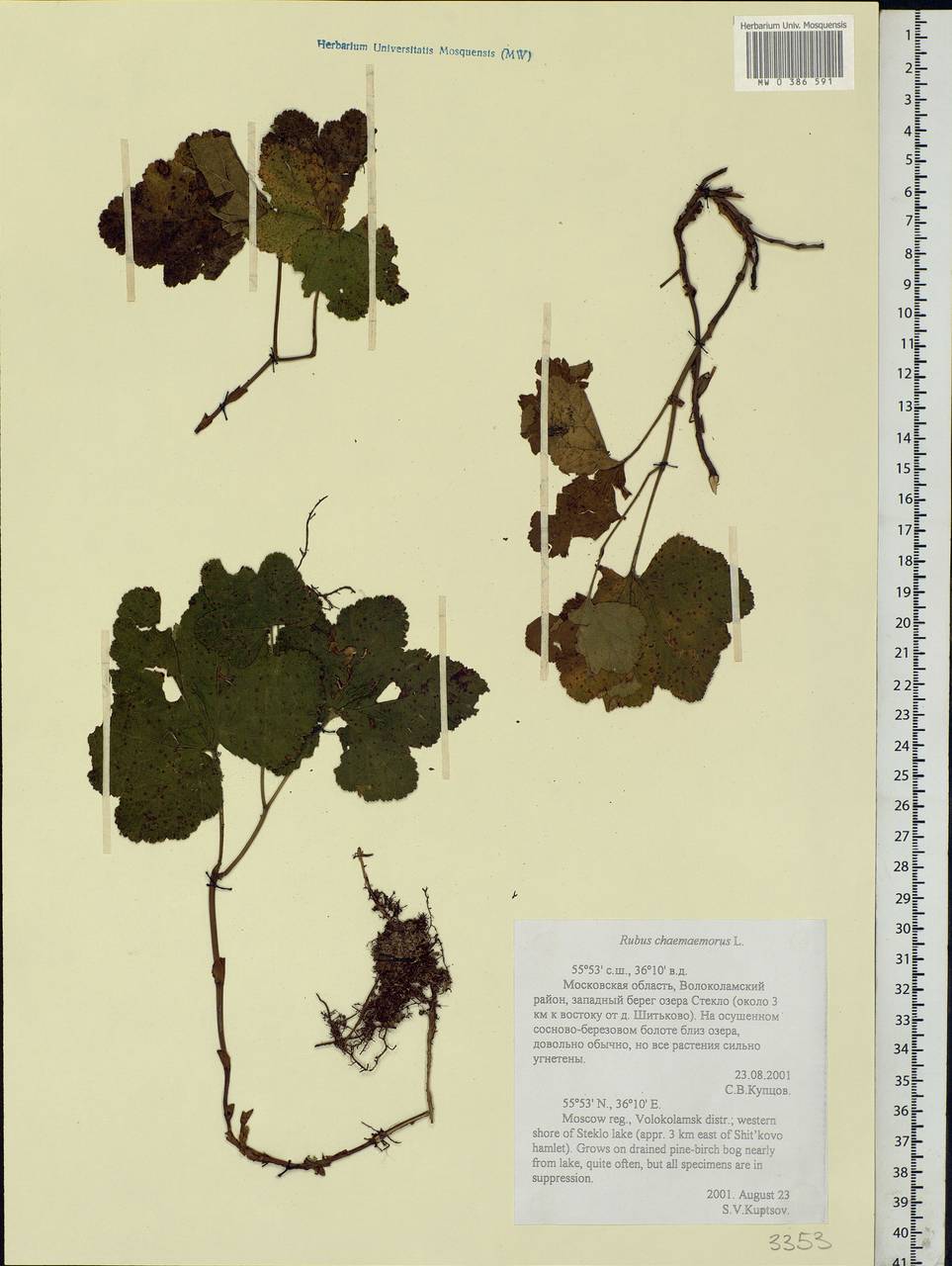 Rubus chamaemorus L., Eastern Europe, Moscow region (E4a) (Russia)