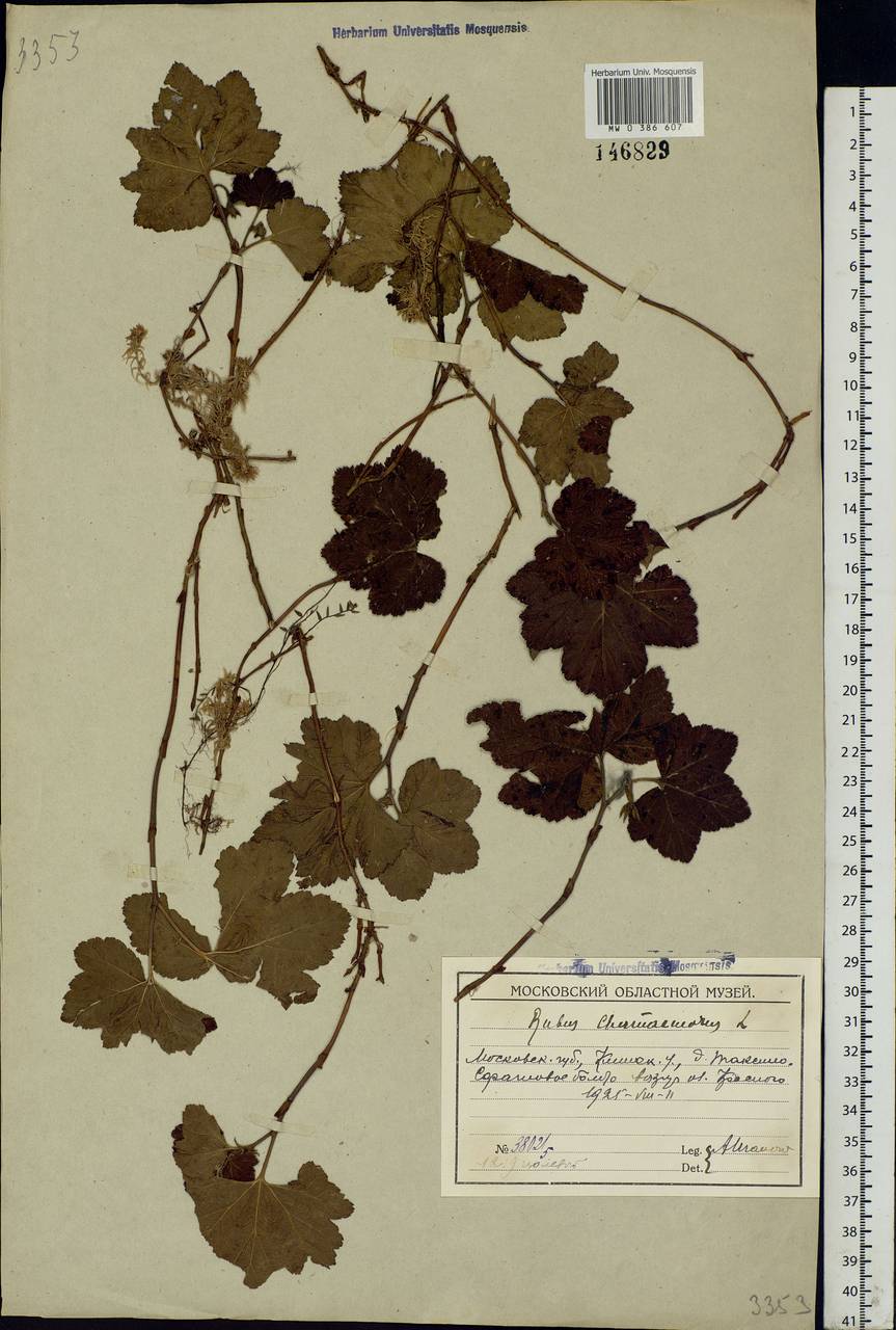 Rubus chamaemorus L., Eastern Europe, Moscow region (E4a) (Russia)