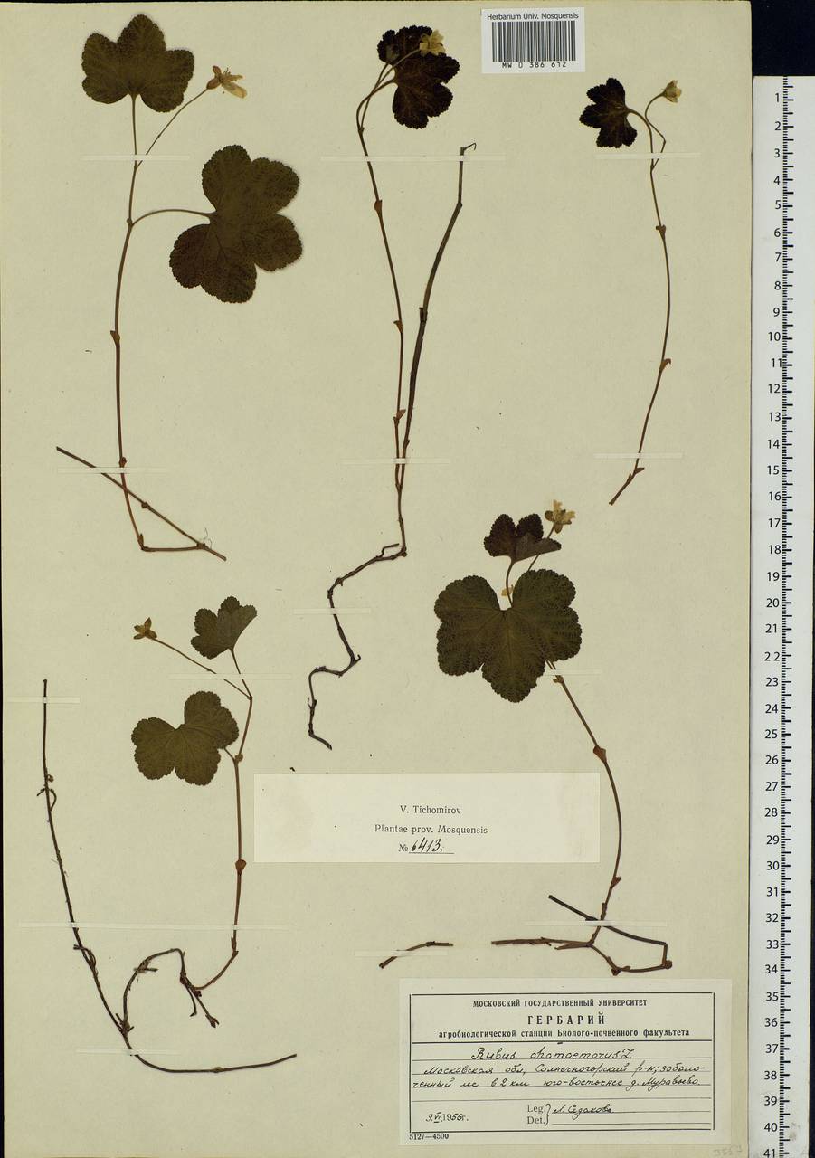 Rubus chamaemorus L., Eastern Europe, Moscow region (E4a) (Russia)