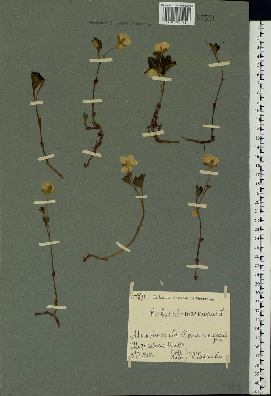 Rubus chamaemorus L., Eastern Europe, Moscow region (E4a) (Russia)