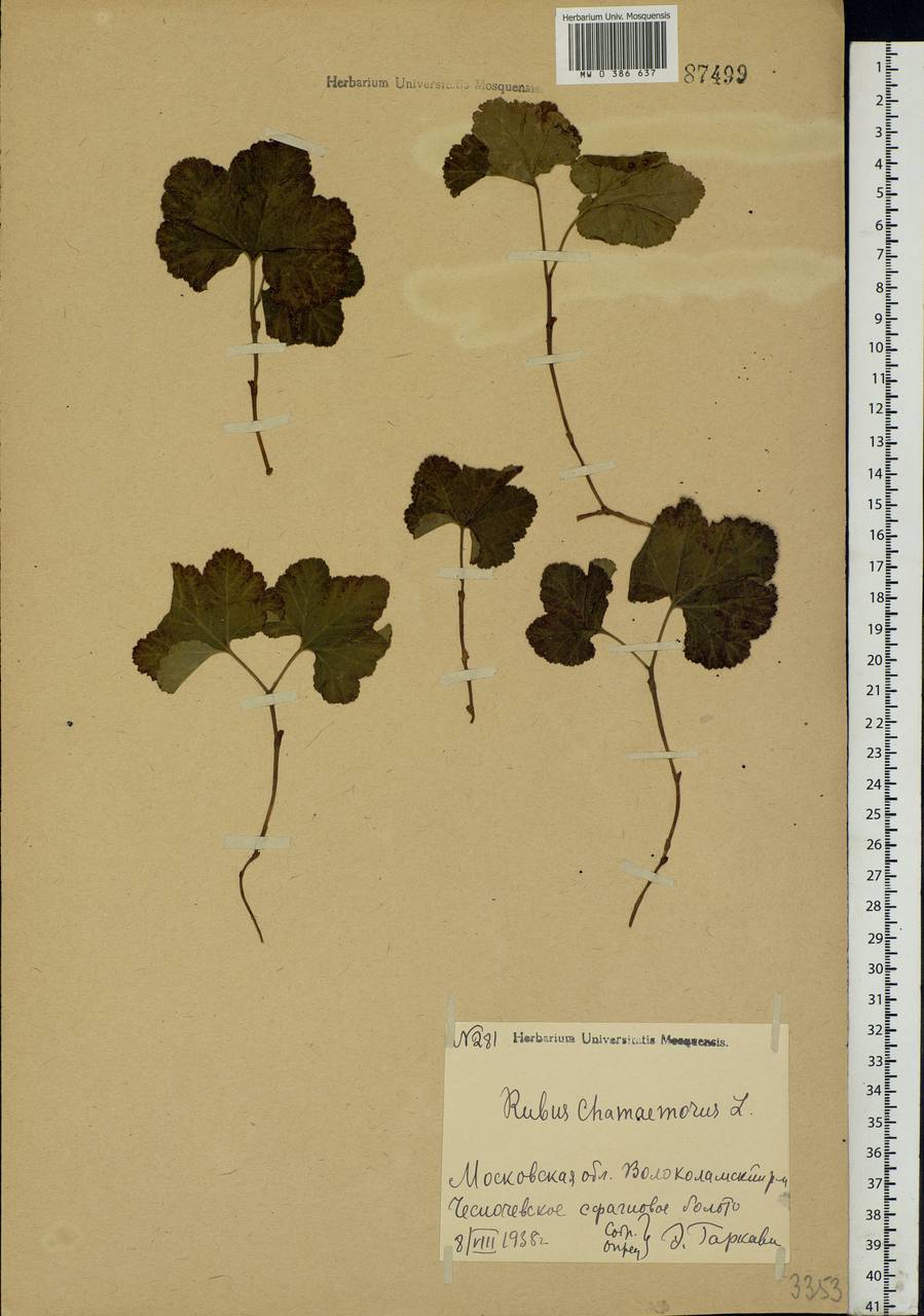 Rubus chamaemorus L., Eastern Europe, Moscow region (E4a) (Russia)