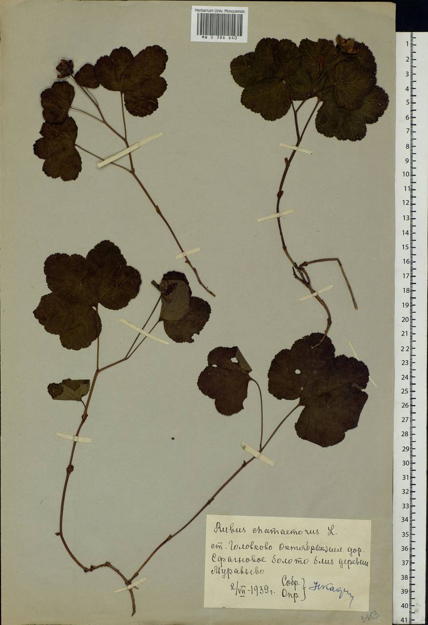 Rubus chamaemorus L., Eastern Europe, Moscow region (E4a) (Russia)