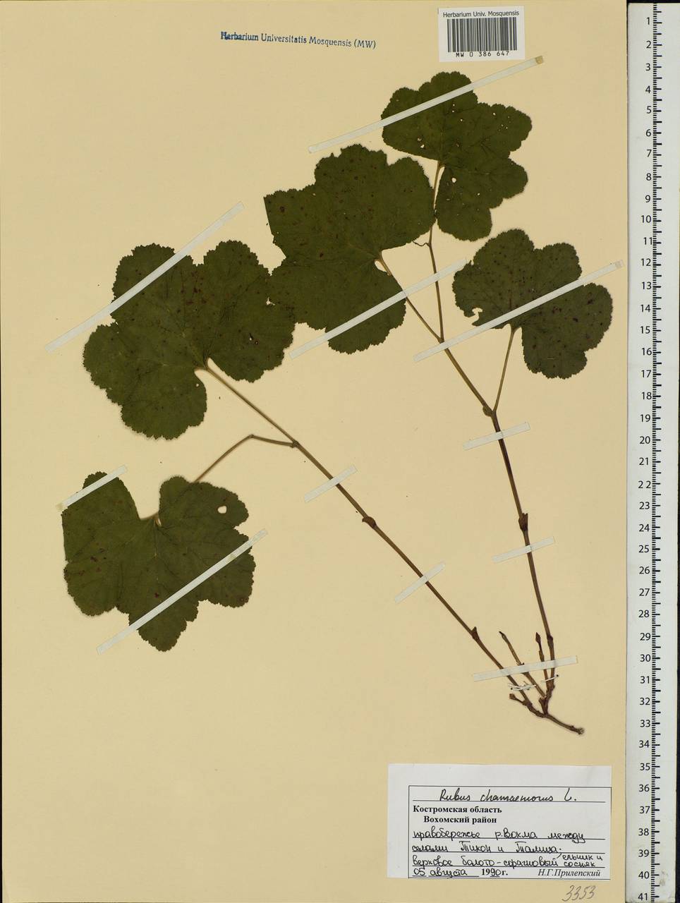 Rubus chamaemorus L., Eastern Europe, Central forest region (E5) (Russia)