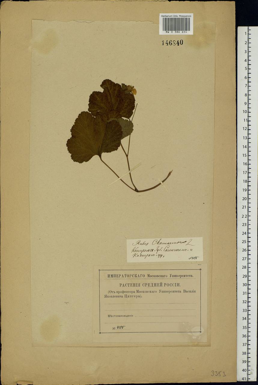 Rubus chamaemorus L., Eastern Europe, Central forest region (E5) (Russia)