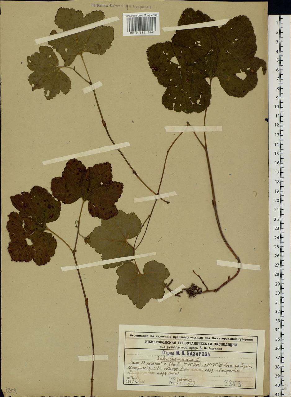 Rubus chamaemorus L., Eastern Europe, Central forest region (E5) (Russia)