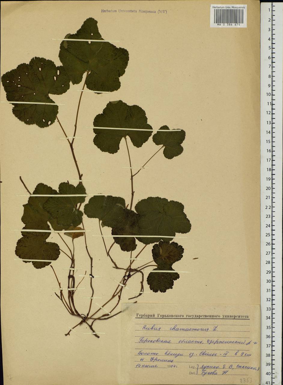 Rubus chamaemorus L., Eastern Europe, Volga-Kama region (E7) (Russia)