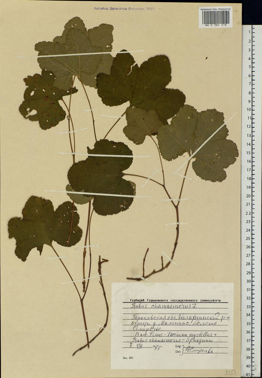 Rubus chamaemorus L., Eastern Europe, Volga-Kama region (E7) (Russia)
