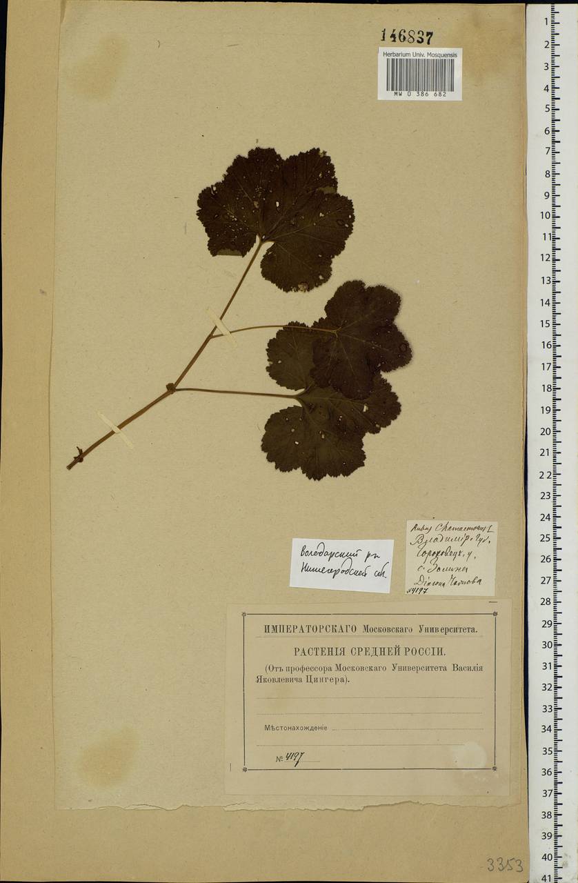 Rubus chamaemorus L., Eastern Europe, Volga-Kama region (E7) (Russia)