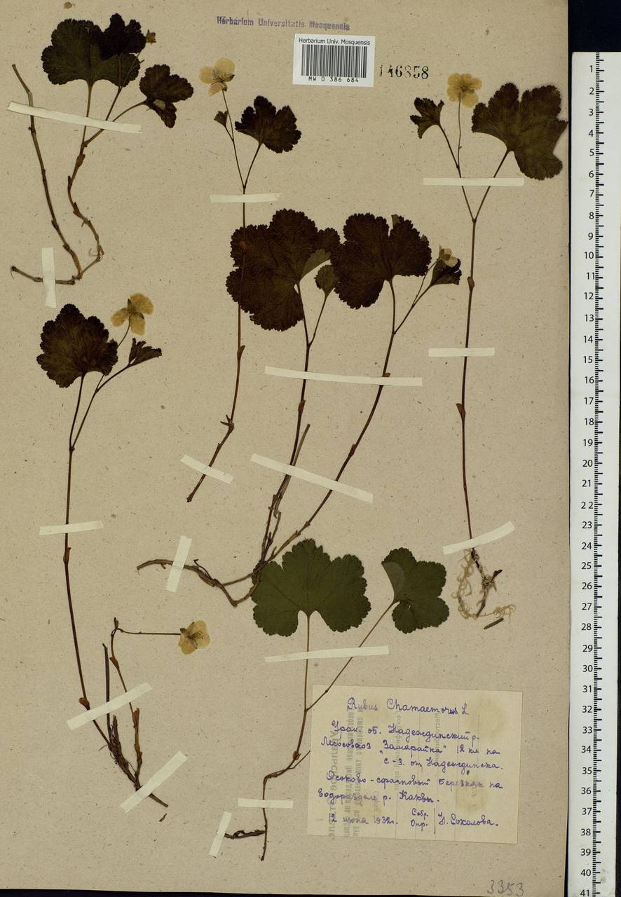 Rubus chamaemorus L., Eastern Europe, Eastern region (E10) (Russia)