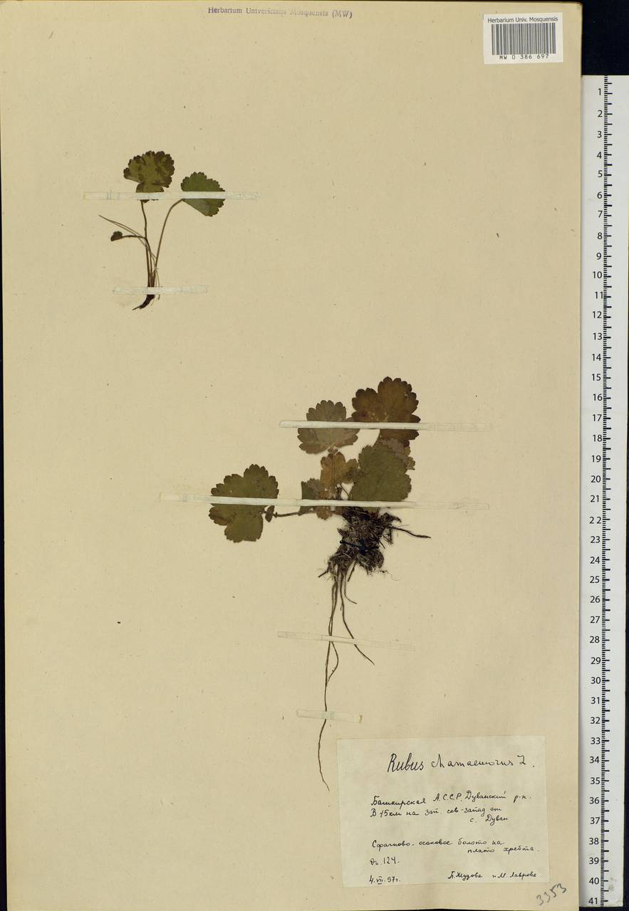 Rubus chamaemorus L., Eastern Europe, Eastern region (E10) (Russia)