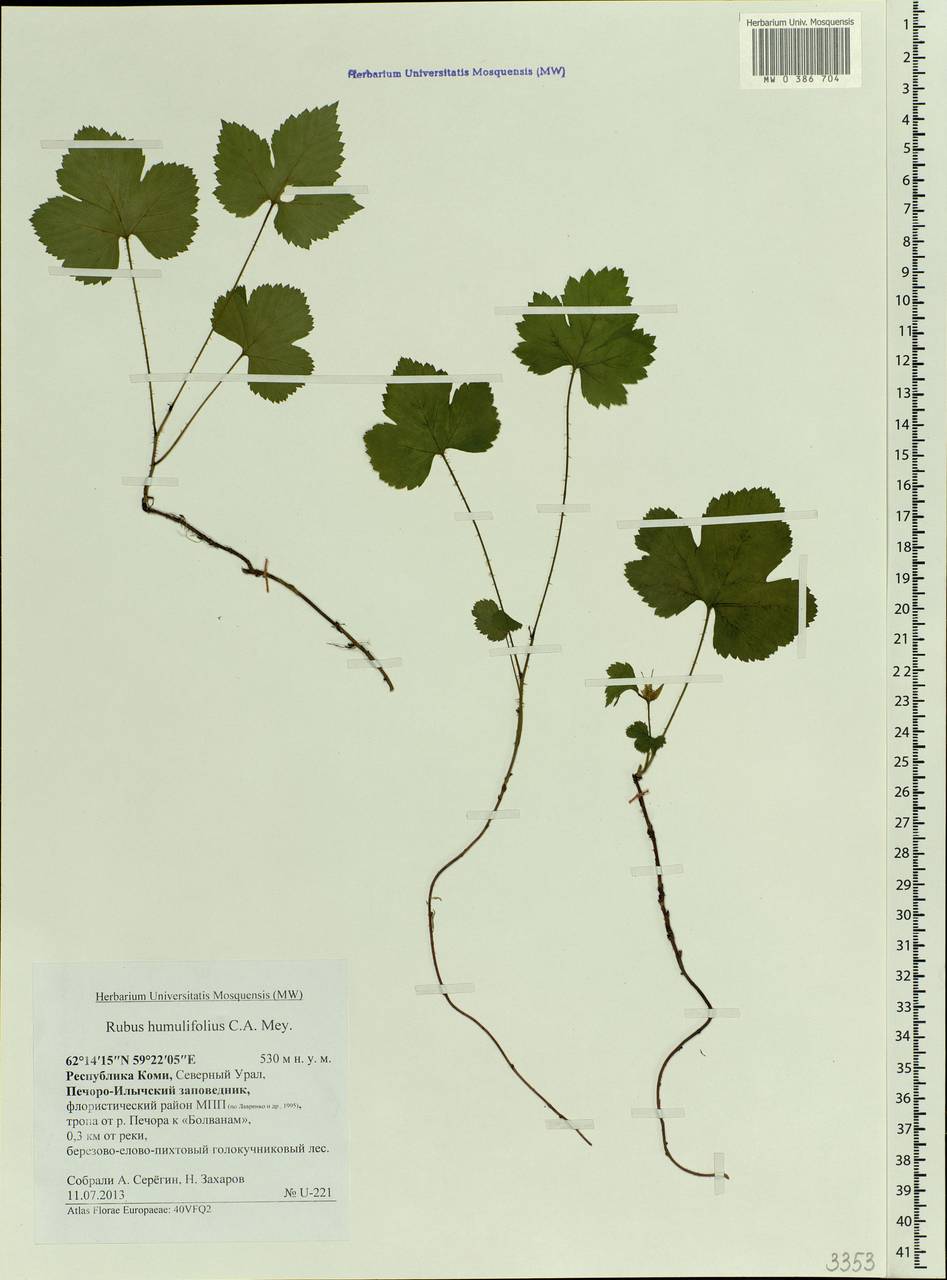 Rubus humulifolius C. A. Mey., Eastern Europe, Northern region (E1) (Russia)
