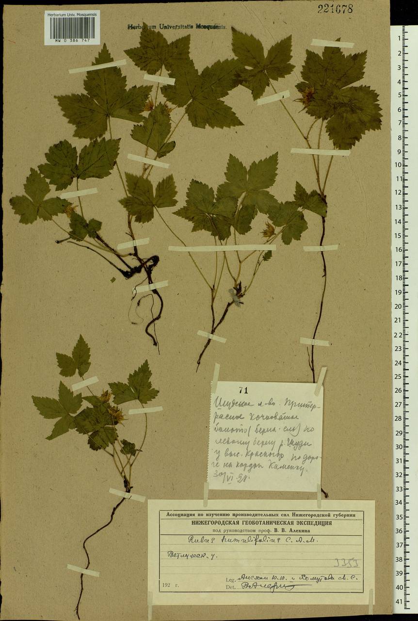 Rubus humulifolius C. A. Mey., Eastern Europe, Volga-Kama region (E7) (Russia)