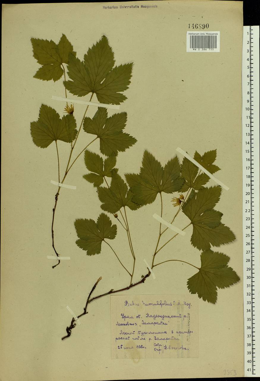 Rubus humulifolius C. A. Mey., Eastern Europe, Eastern region (E10) (Russia)