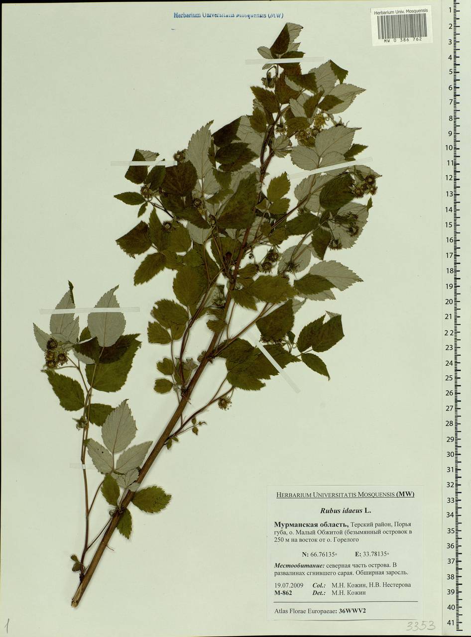 Rubus idaeus L., Eastern Europe, Northern region (E1) (Russia)