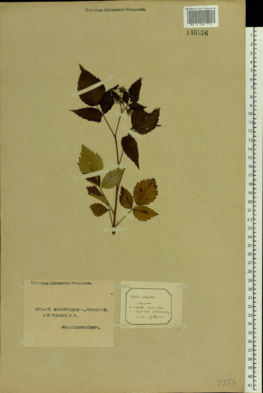 Rubus idaeus L., Eastern Europe, Northern region (E1) (Russia)