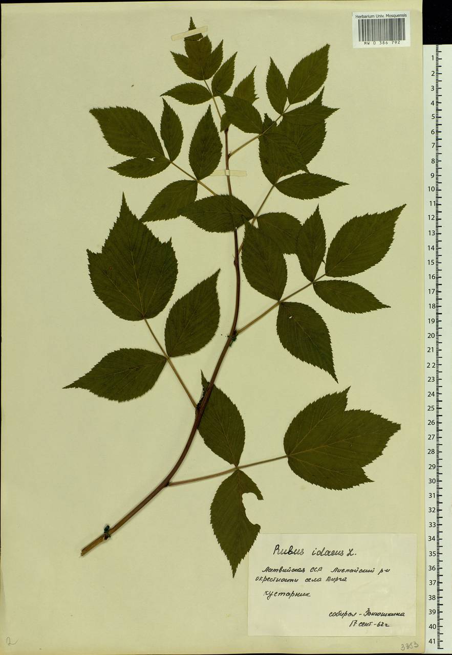 Rubus idaeus L., Eastern Europe, Latvia (E2b) (Latvia)