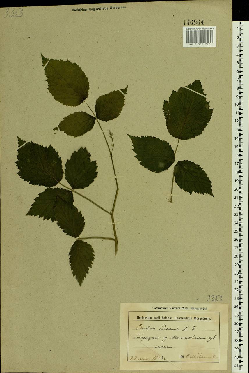 Rubus idaeus L., Eastern Europe, Belarus (E3a) (Belarus)