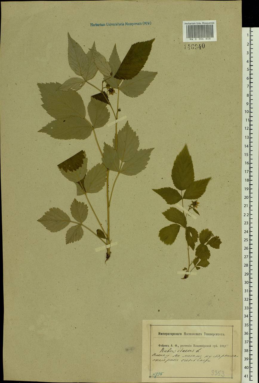 Rubus idaeus L., Eastern Europe, Central region (E4) (Russia)