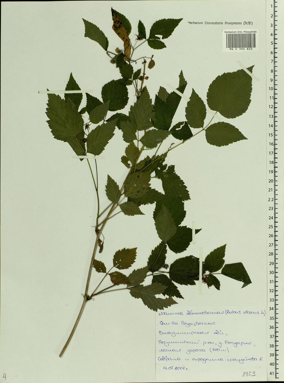 Rubus idaeus L., Eastern Europe, Central region (E4) (Russia)