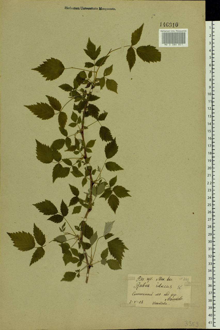 Rubus idaeus L., Eastern Europe, Central region (E4) (Russia)