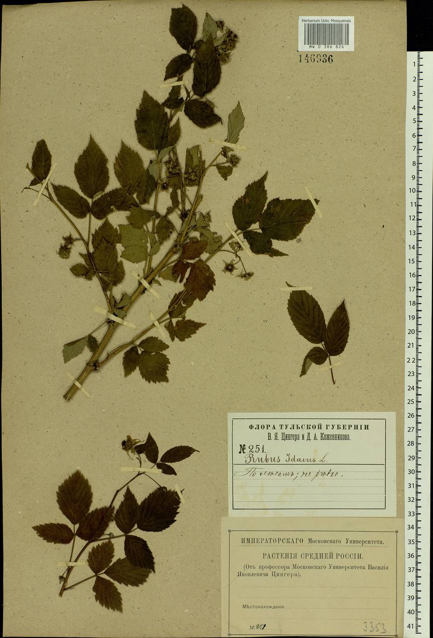 Rubus idaeus L., Eastern Europe, Central region (E4) (Russia)