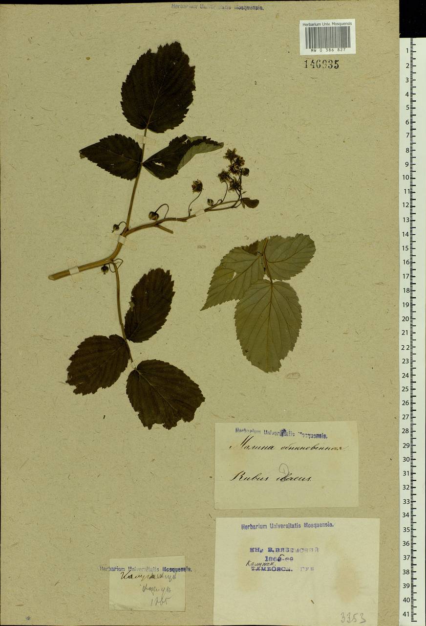 Rubus idaeus L., Eastern Europe, Central region (E4) (Russia)