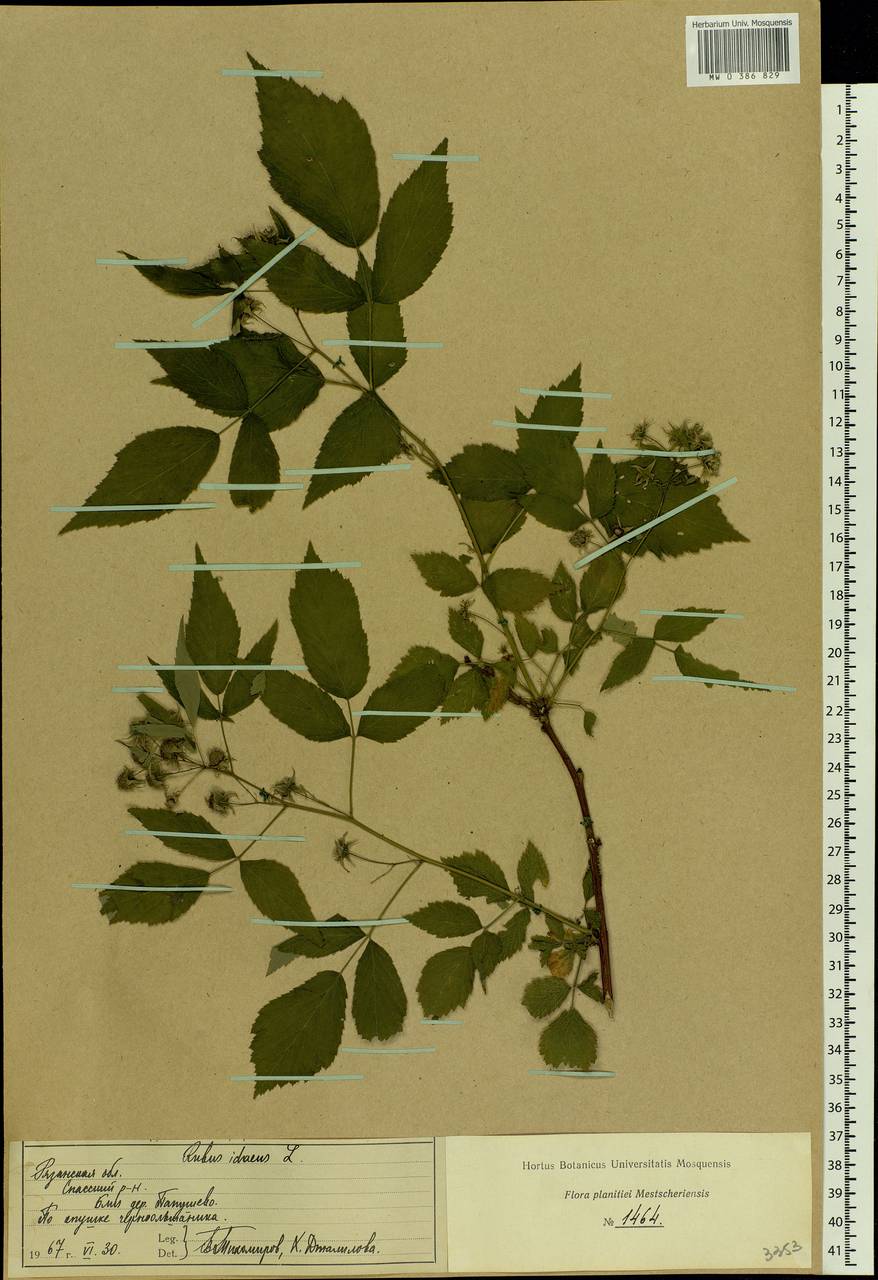 Rubus idaeus L., Eastern Europe, Central region (E4) (Russia)