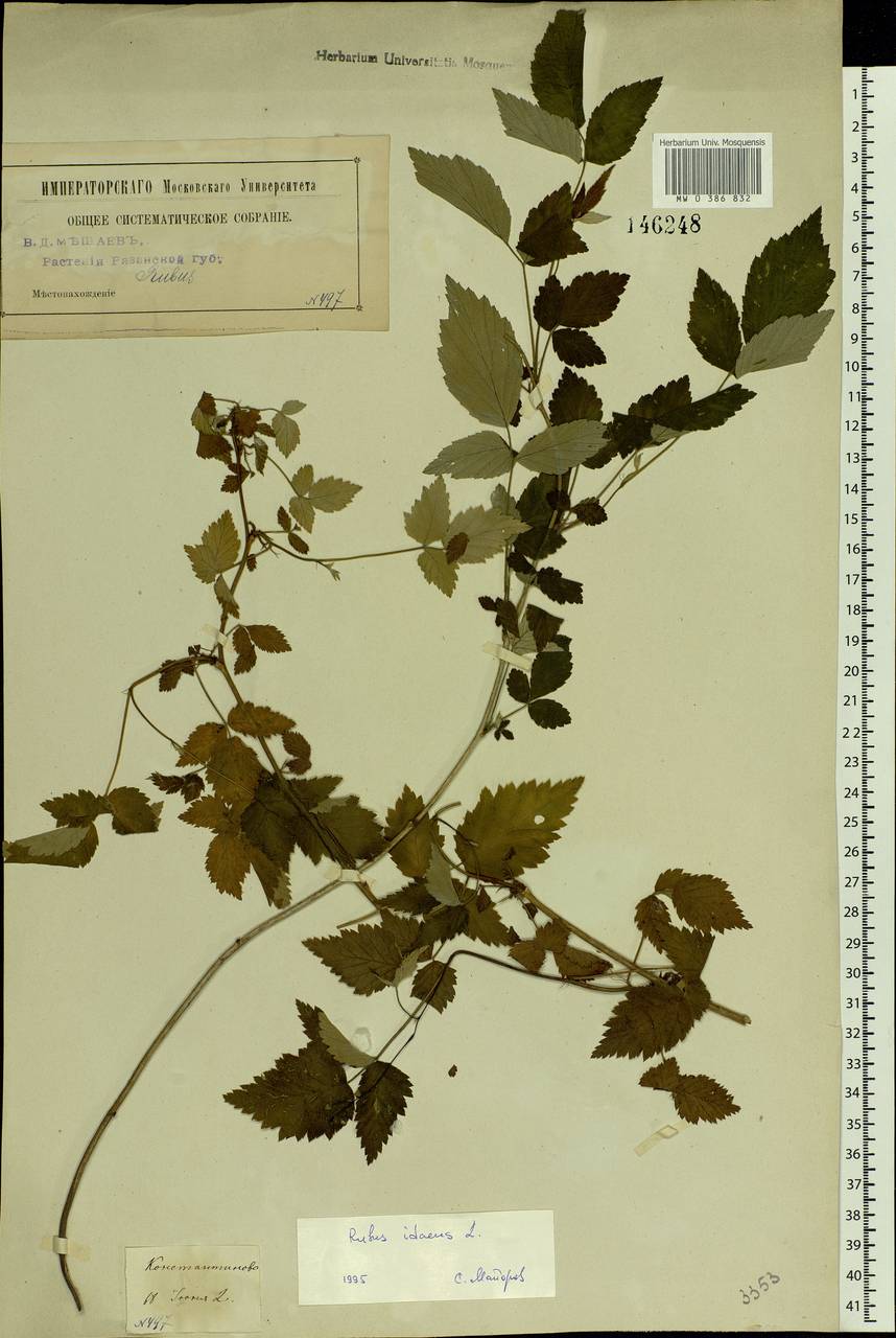 Rubus idaeus L., Eastern Europe, Central region (E4) (Russia)