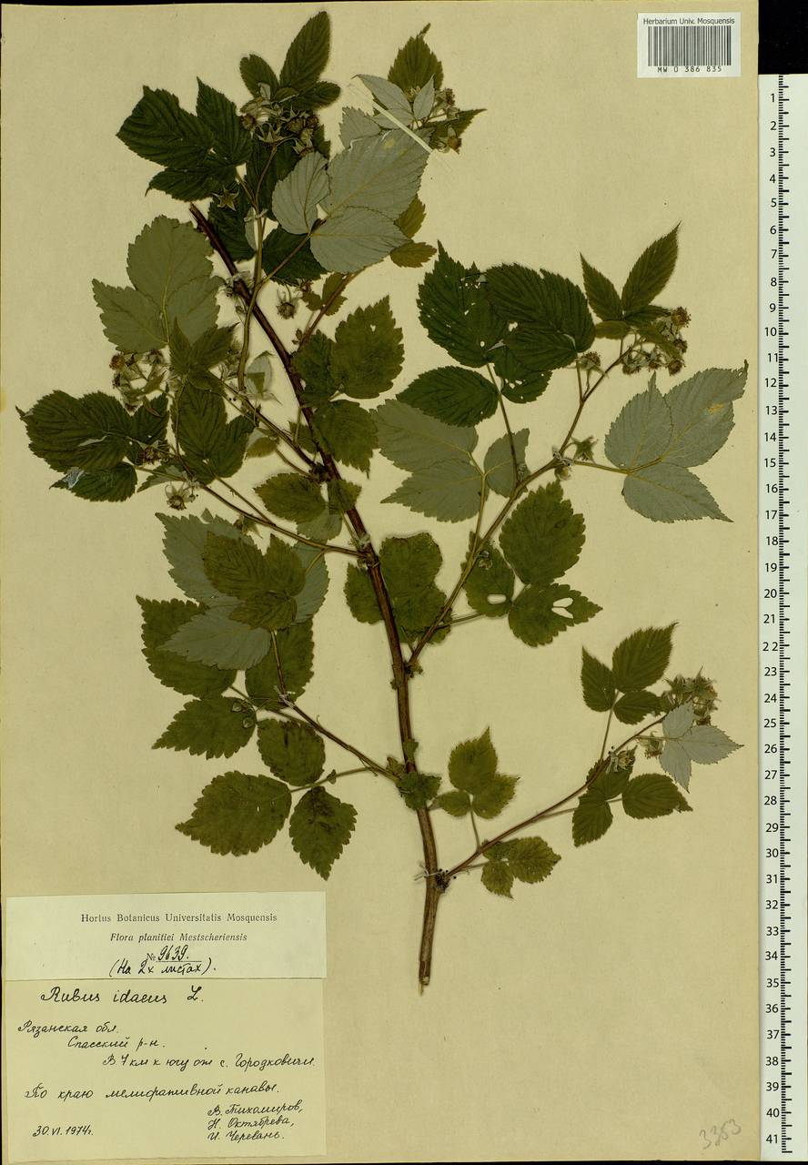Rubus idaeus L., Eastern Europe, Central region (E4) (Russia)