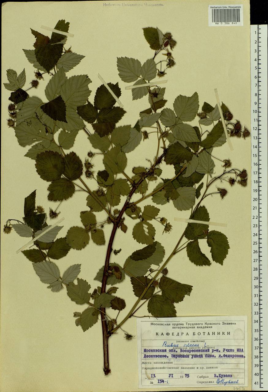 Rubus idaeus L., Eastern Europe, Moscow region (E4a) (Russia)